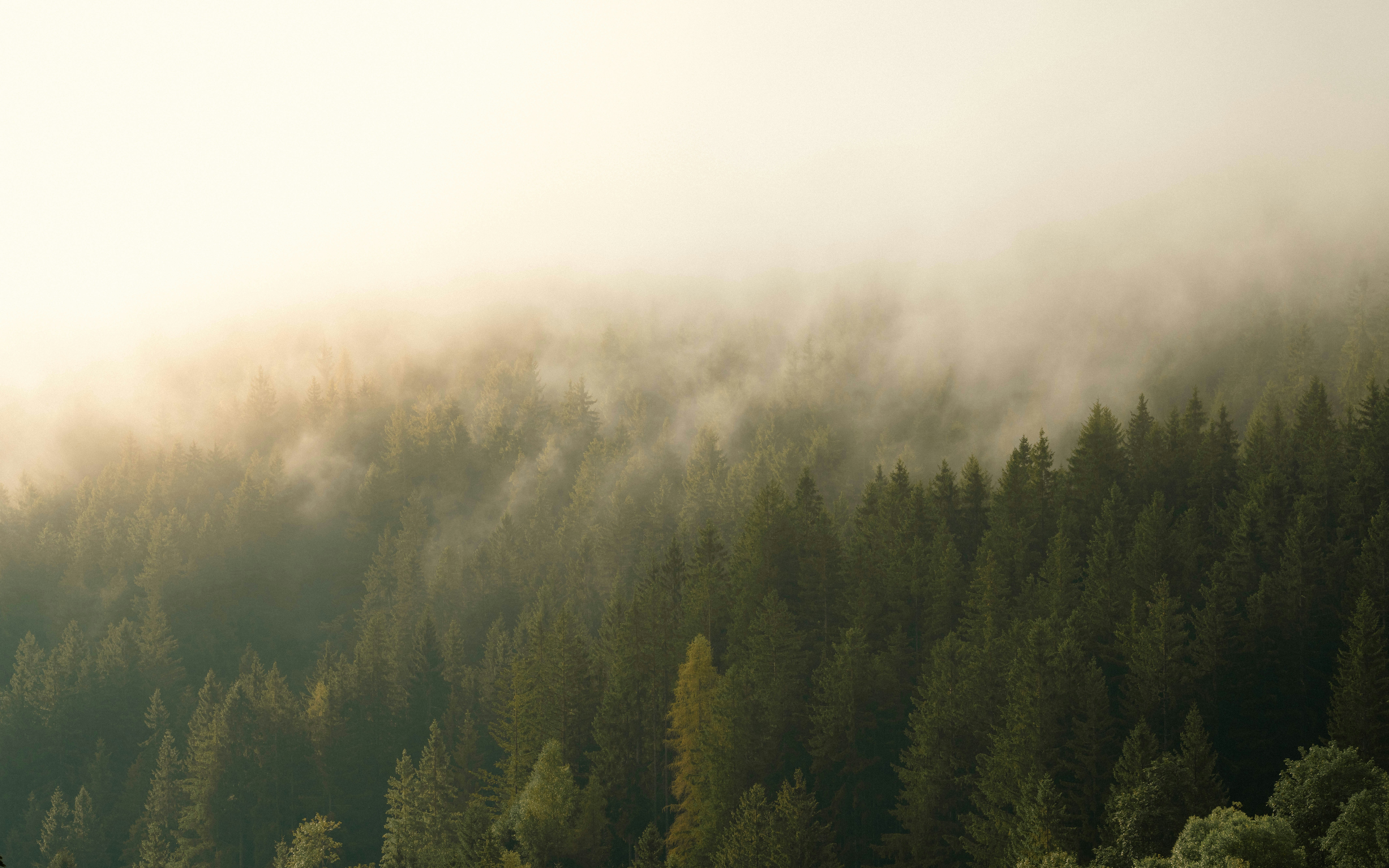 Free Shipping Banner